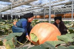 东西问丨扎洛：如何以中国式现代化推进新西藏建设？